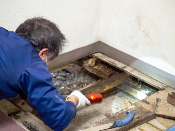 Best Residential Mold Remediation in Belmont, NC