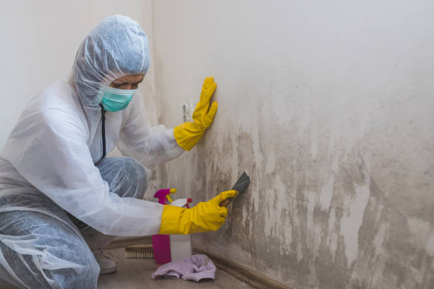 Best Kitchen Mold Remediation in Belmont, NC
